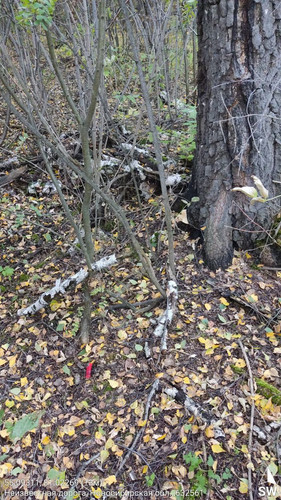  5420241138801041752 121.jpg