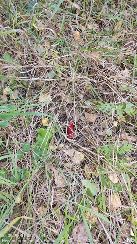  5420241138801041775 121.jpg