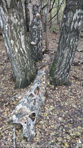  5420241138801041700 121.jpg