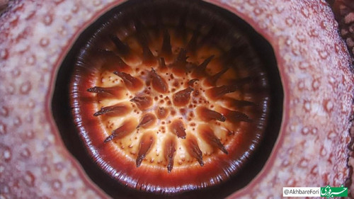 bvLxIc0 wlI3GX7MfyRt I LmuJvxzDmq5rO07JS7HAVpWhPtMg4UzJodW8ndXPHHb8sSyIIbRc7EutaurQEuxjvMvSqDSU rR S.jpg