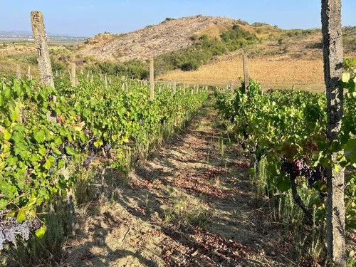 459875950 1060472488781469 8788492878204617586 n.jpg?stp=dst jpg s600x600& nc cat=101&ccb=1 7& nc si.jpg