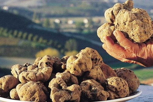 459853794 475709975448923 7248523008445806573 n.jpg? nc cat=103&ccb=1 7& nc sid=127cfc& nc ohc=g43Vh.jpg