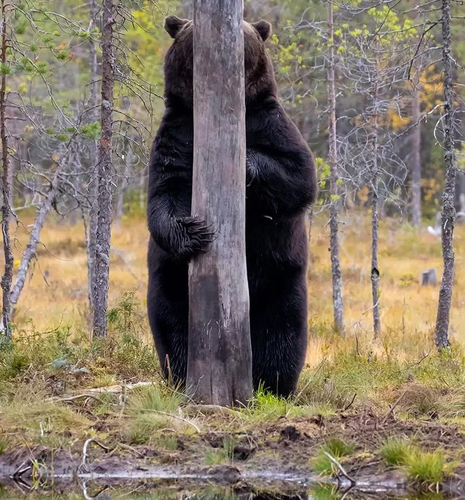 bear hiding (2).png