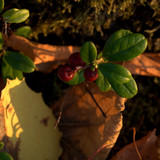DSC 0042