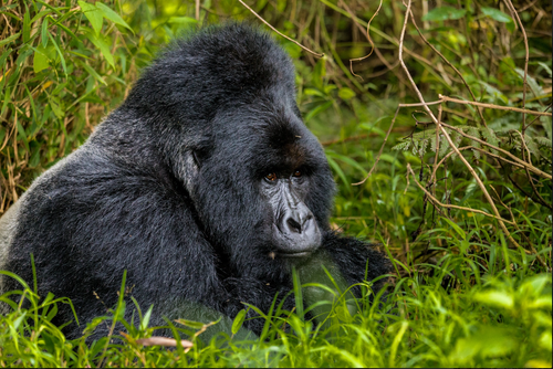Gorilla Trekking Tours in Rwanda.png
