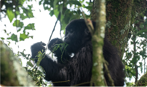 Gorilla Trekking Price 2024.png