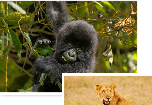 Uganda Gorilla & Safari Tours.png