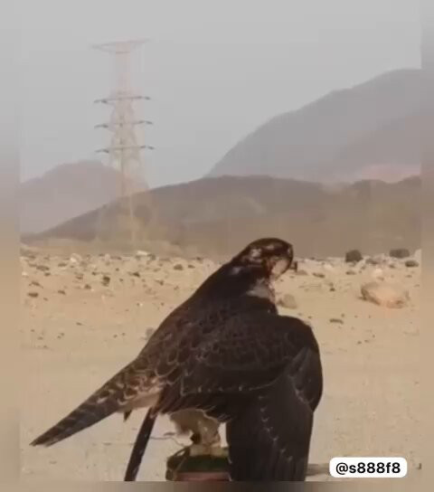 kHWxjjKyO4Qn mbj.jpg