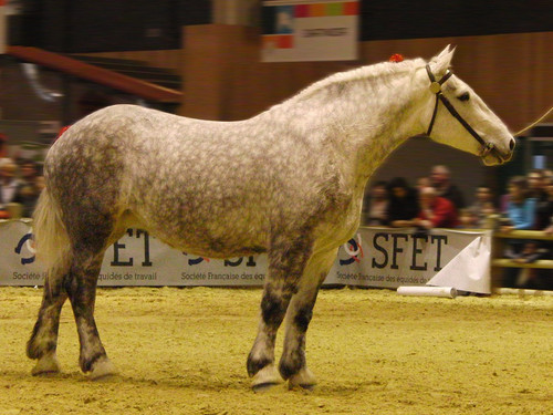 1280px Cheval percheron gris SDA2014 (cropped).jpg