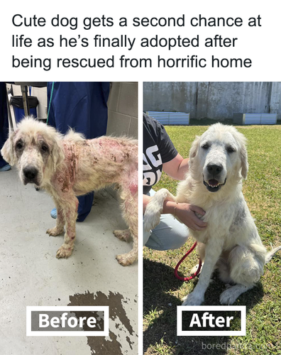 rescued dog happy again.png