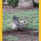 172658859795216117 (2).gif
