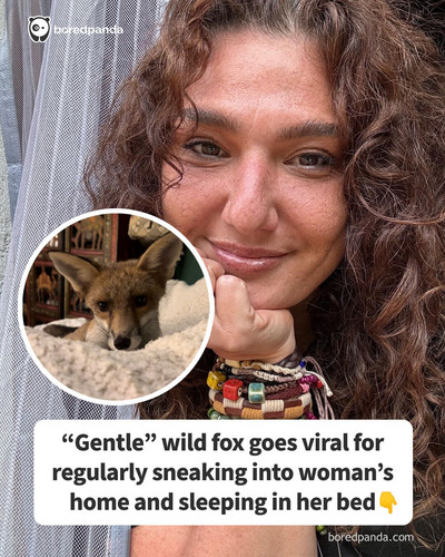 Fox 2.jpg