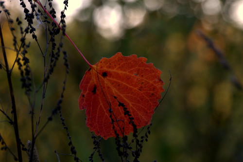 DSC 0007.jpg