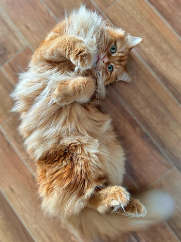 460578657 1134359238054167 199178229003496837 n.jpg