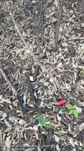 31 8° 120м 54.63513, 83.26979 (±2м) 17092024 184632.jpg