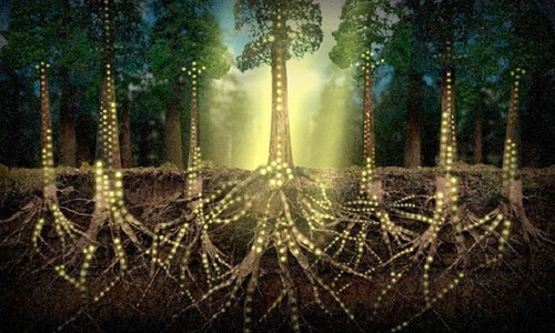 las comunicaciones secretas de las plantas.jpg