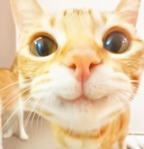 image.jpg