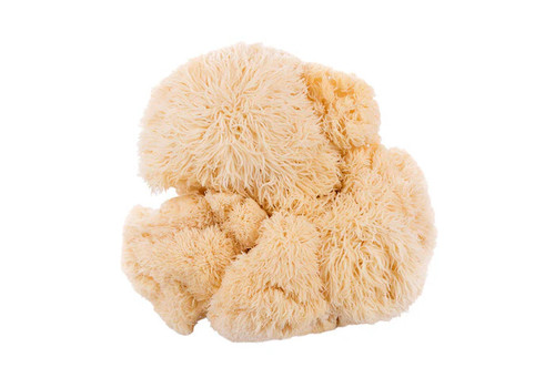 Lions Mane Mushroom UK.jpg