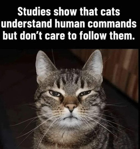 458763114 447476351655337 3263299228074262033 n.jpg