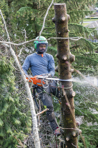 Vancouver Tree Service Company.jpg