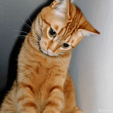 ezgif 4 6ec014778d.gif
