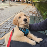 Puppy Training Dublin.png