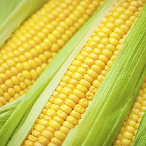 Biggest Maize Corn Manufacturer in Rajasthan India.jpg
