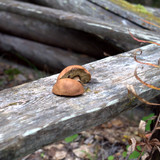 DSC 0011