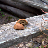 DSC 0009