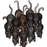 Ratos