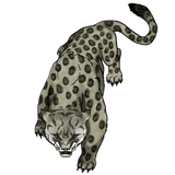 Felino