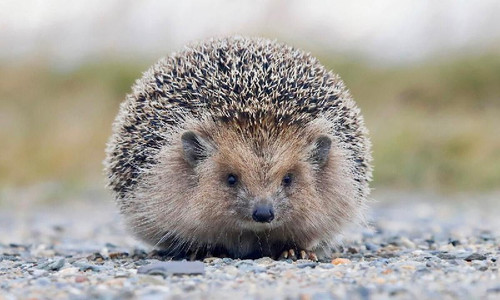 qFLa2XmnWdBxPEG6yiKdauVt6H68UcXP s3I DnsLfn2 hjUasSTy8GDapj Sc8c6TcQn Qio7TsjbpNtPGu1Wkyc dJ2Zrv8TqP.jpg