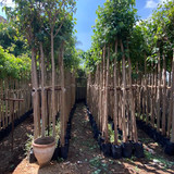 ficus religosa 2.5 3 (4)