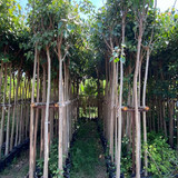 ficus religosa 1 1.5 (2)