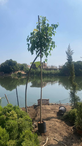 ficus religosa 1.5 2 (2).jpg