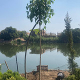 ficus religosa 1.5 2 (2)