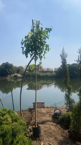 ficus religosa 1.5 2 (3).jpg