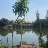 ficus religosa 1.5 2 (3)