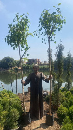 ficus religosa 1.5 2 (1).jpg