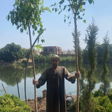 ficus religosa 1.5 2 (1)