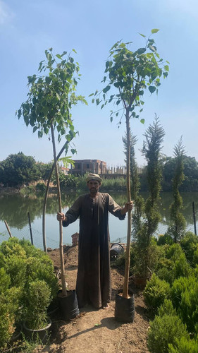 ficus religosa 1.5 2 (4).jpg