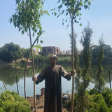 ficus religosa 1.5 2 (4)