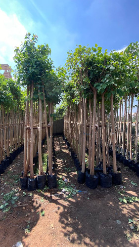 ficus religosa 2 2.5 (1).jpg