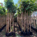 ficus religosa 2 2.5 (1)