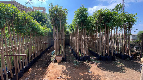 ficus religosa 2 2.5 (2).jpg