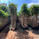 ficus religosa 2 2.5 (2)