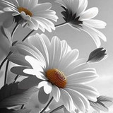 616c9f1555867ec9a3be8b84ac2b4cbd