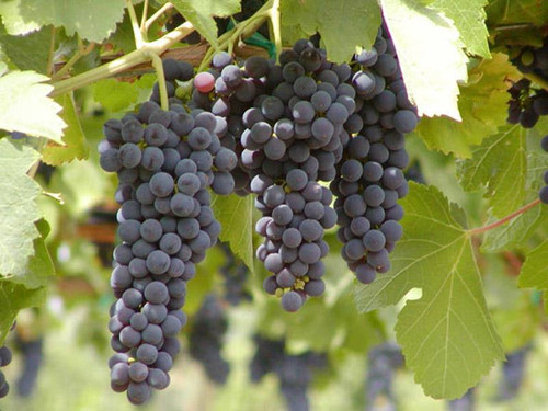 TkKem6YuH17atd7Ty2ORbcDKyWWezp LQEcibZuf1EYBt0c tVoEz9U RB4Tlc62VcSWguha QBZYtW8lhw2SMax1qMohGzAiSY0.jpg