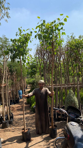 ficus religosa 1.5 2) (5).jpg