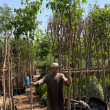 ficus religosa 1.5 2) (5)